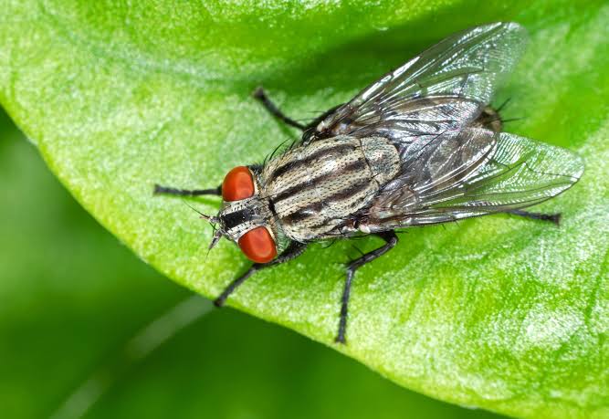 Flies