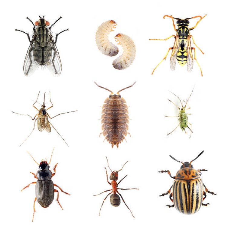 Other Common Pests