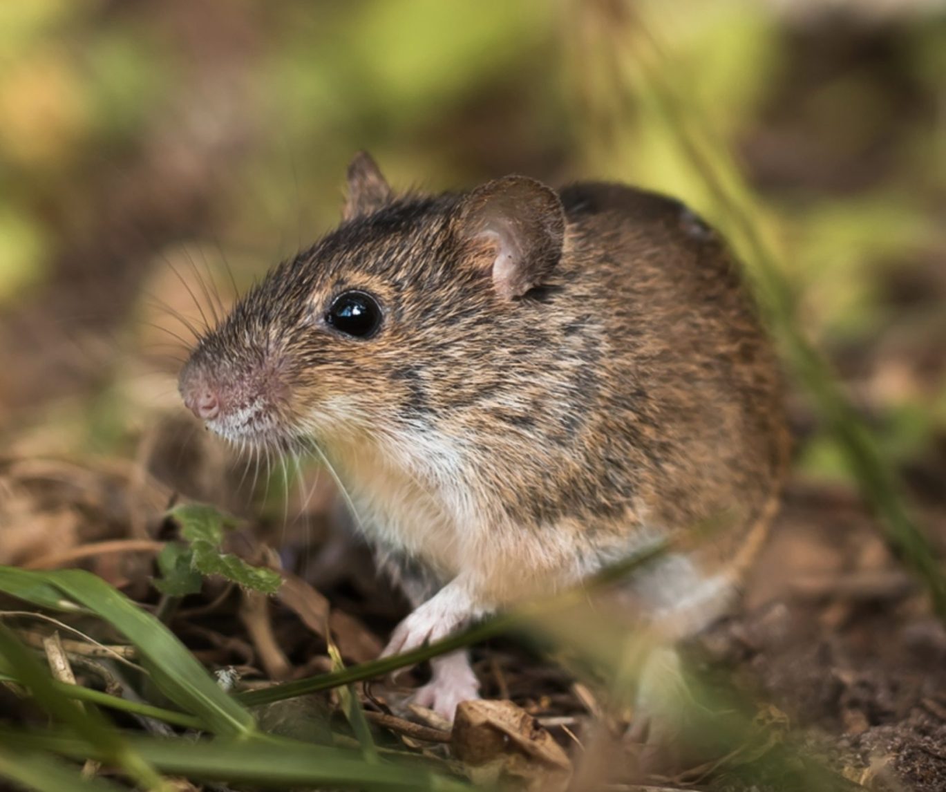 Rats & Mice